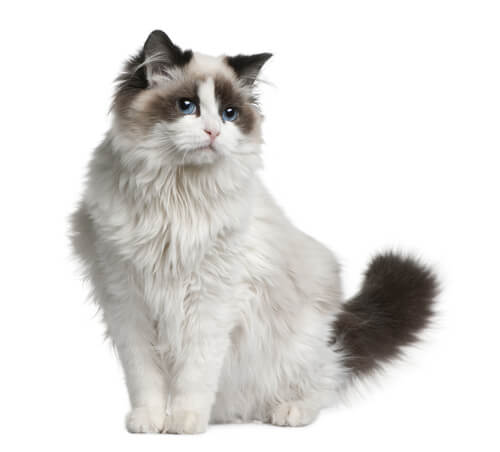 ragdoll cat