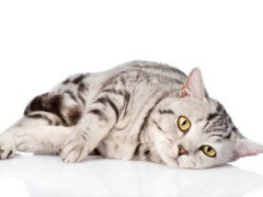 Sleepy-Cat-