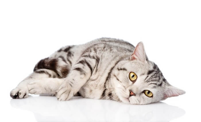 lonely cat