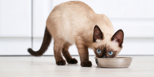 cat eating