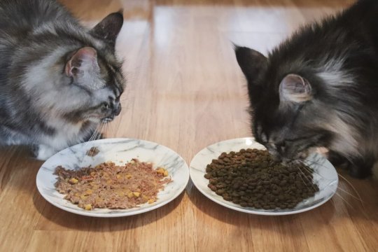 רטוב מול יבש: איזה מזון עדיף לחתול שלך?