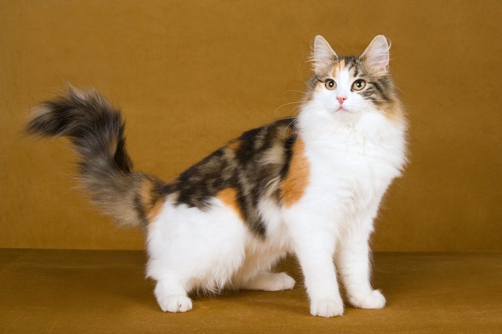 חתול יער נורבגי יפהפה של Calico על רקע זהב