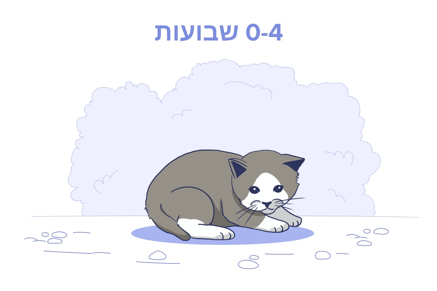 חתלתול שזה עתה נולד, גיל: 0 עד 4 שבועות