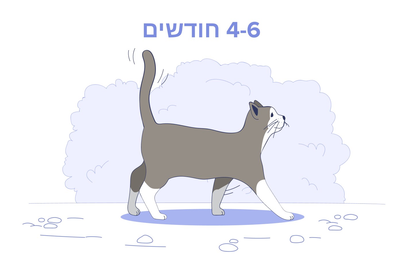 חתלתול בן 4 עד 6 חודשים