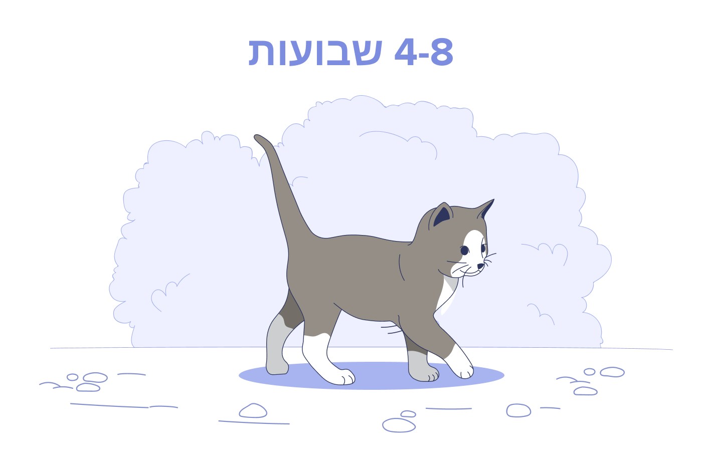 חתלתול בן 4 עד 8 שבועות