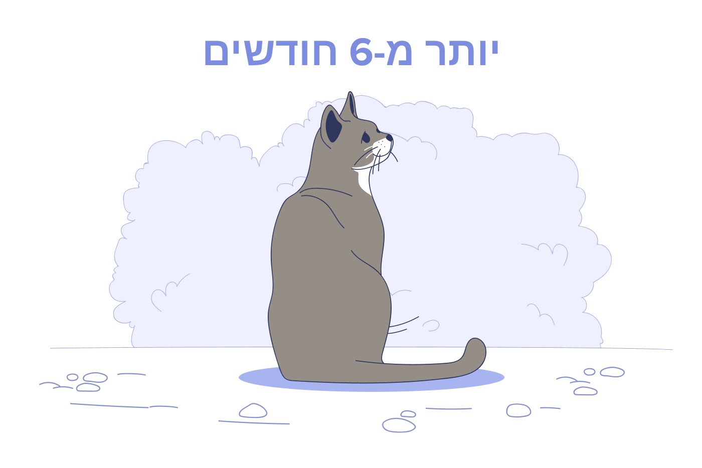 חתולים בני 6 חודשים עד 10 שנים