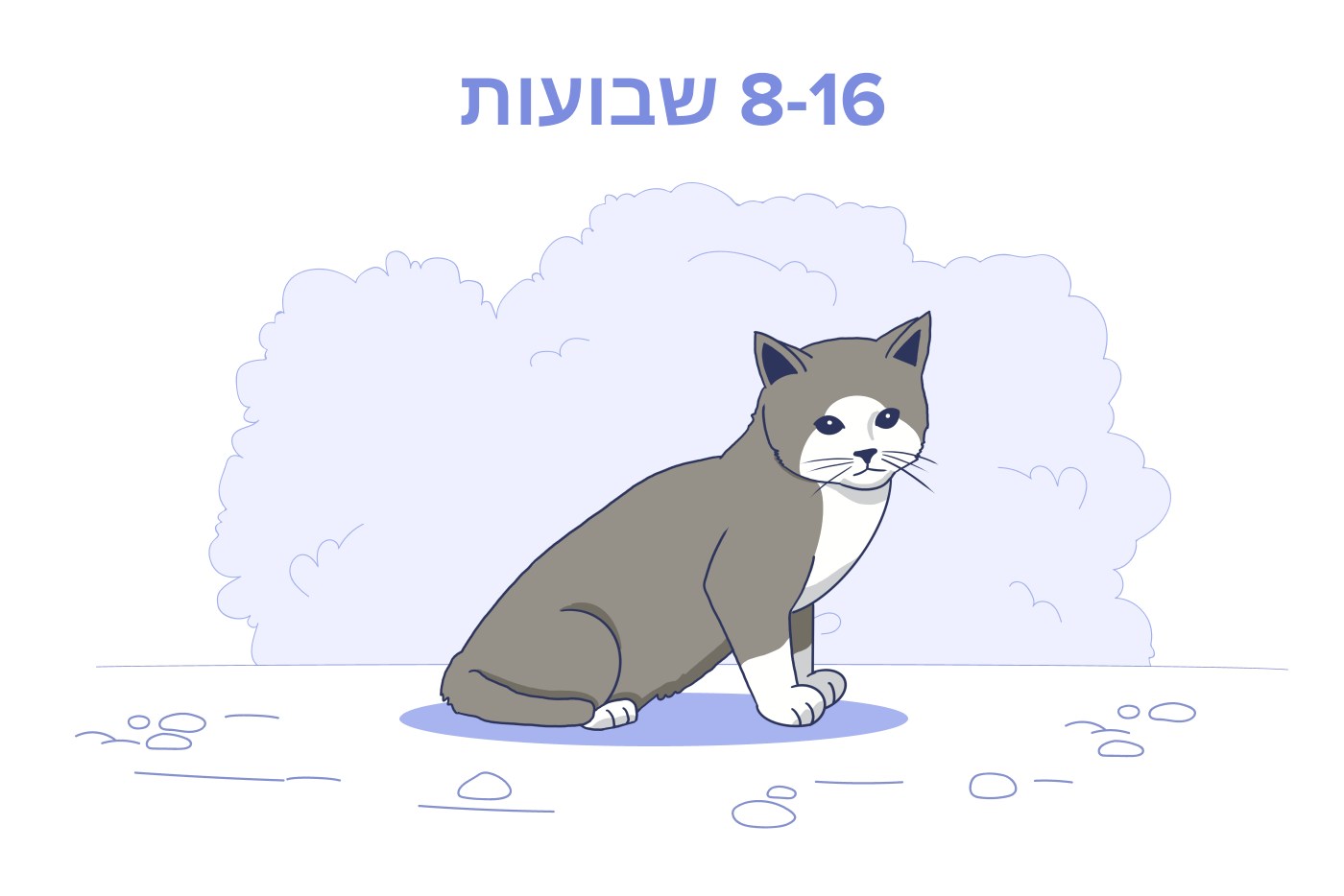 חתלתול בן 8 עד 16 שבועות