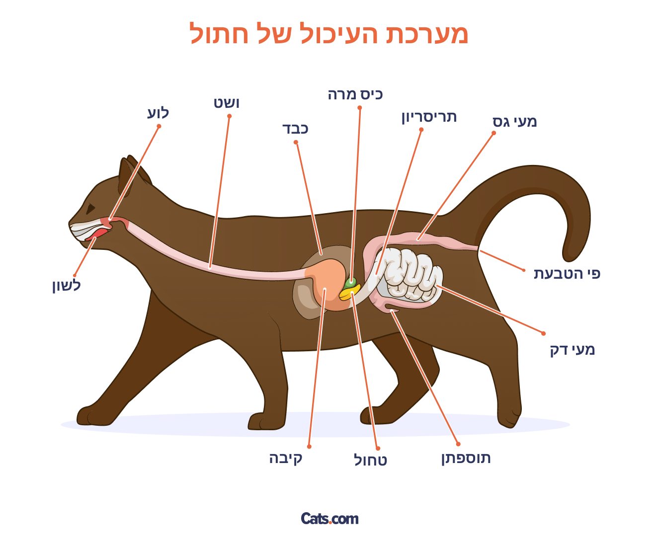 אנטומיה של מערכת העיכול בחתולים