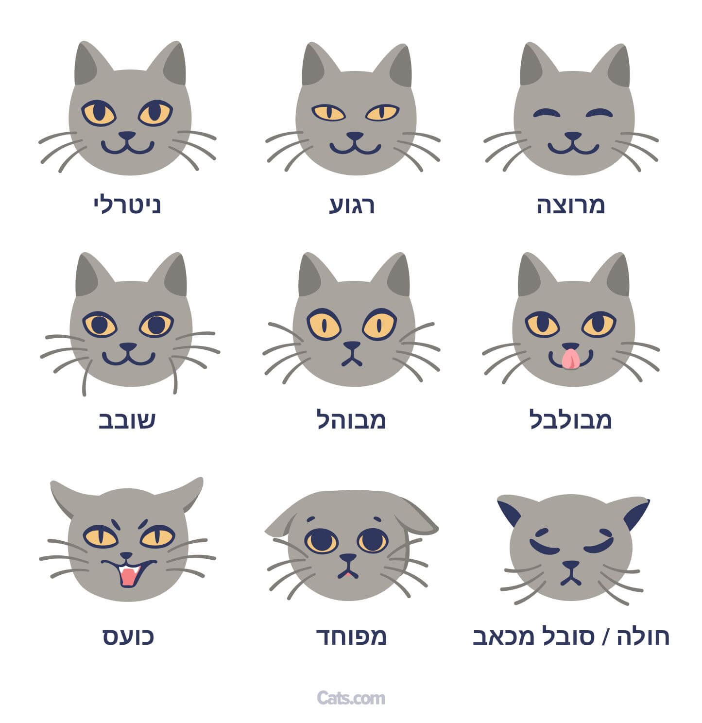 תמונה המציגה הבעות פנים שונות של חתול, המדגישה את התקשורת והרגשות המועברים באמצעות הבעות חתוליות.