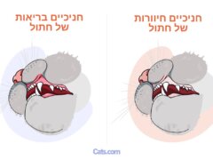 חניכיים חיוורות בחתולים