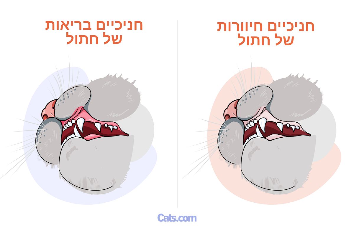 חניכיים חיוורות בחתולים
