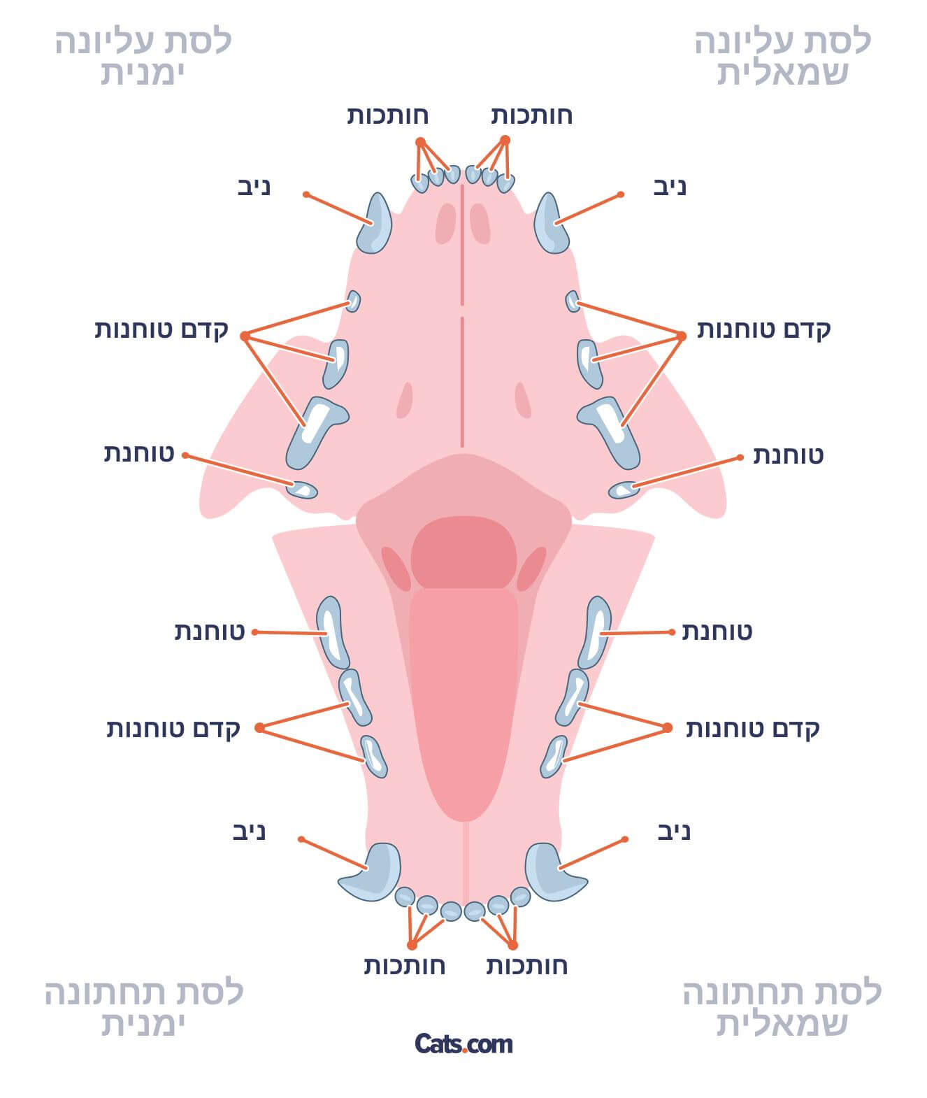 לחתול בוגר יש 30 שיניים, מחולקות לארבע קטגוריות - חותכות, ניבים, קדם טוחנות וטוחנות.