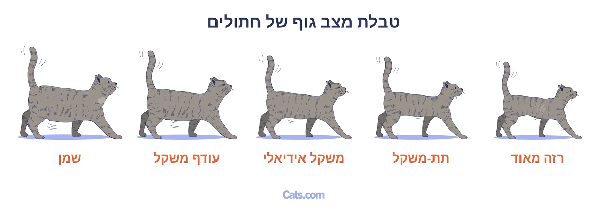 טבלת השמנת חתולים