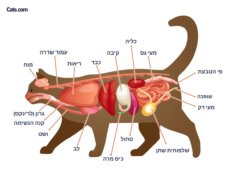 תמונה הקשורה לאיברים חתוליים, אולי ממחישה את האנטומיה של האיברים הפנימיים של החתול.