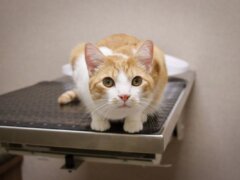 GoodVets Cat At Vet