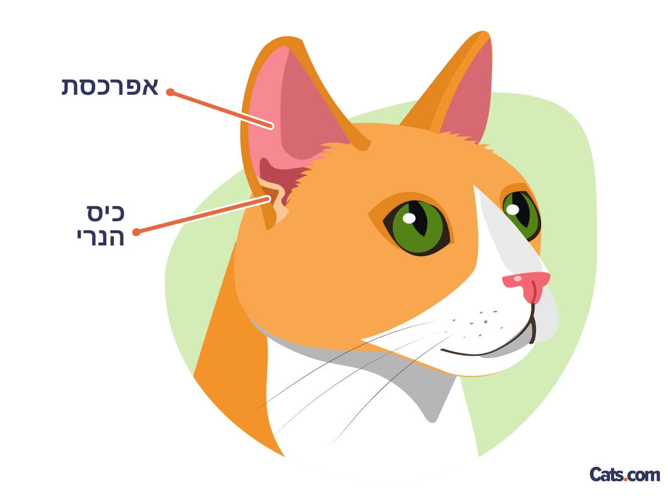 לחתולים יש תכונה ייחודית על האוזניים הנקראת הכיס של הנרי.