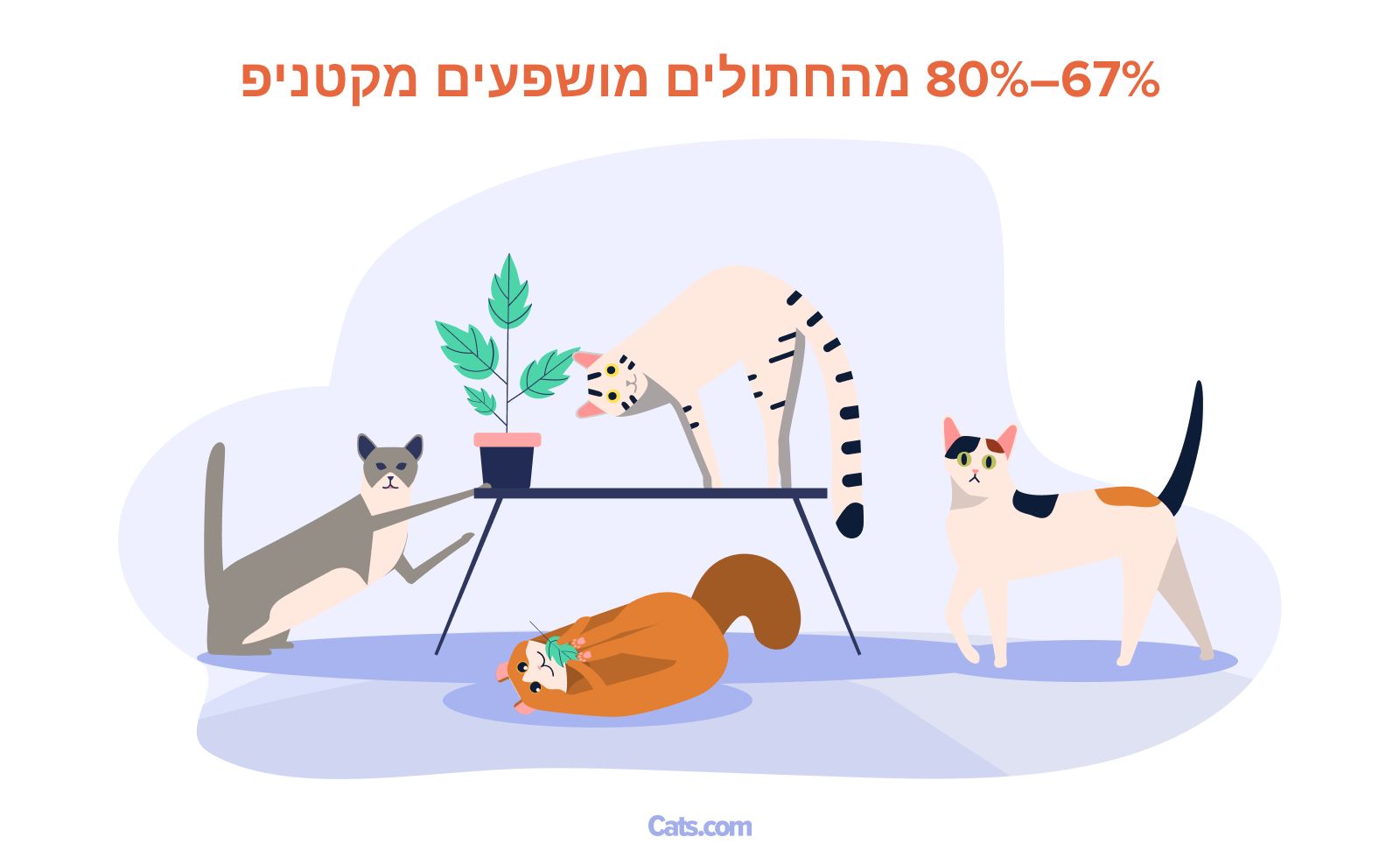 שיגעון החתולים