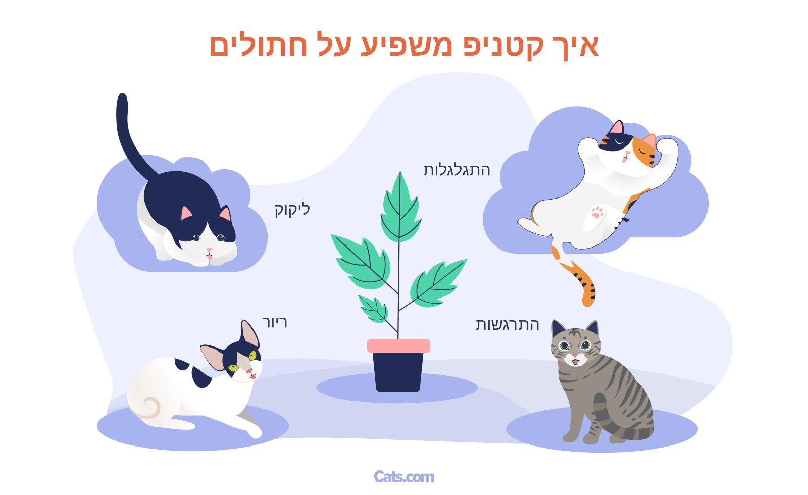 מה עושה קטניפ לחתולים?