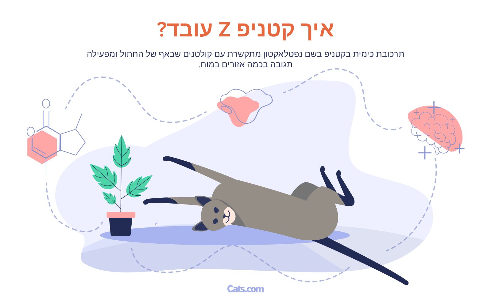 איך עובד קטניפ?
