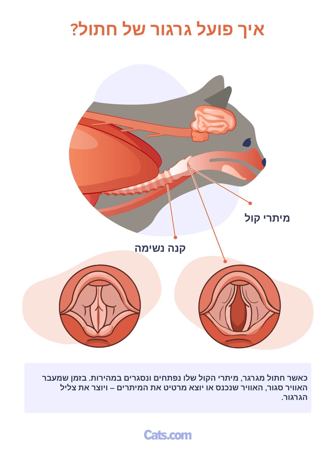 איך עובד גרגר חתול (אנטומיה ודיאגרמה)