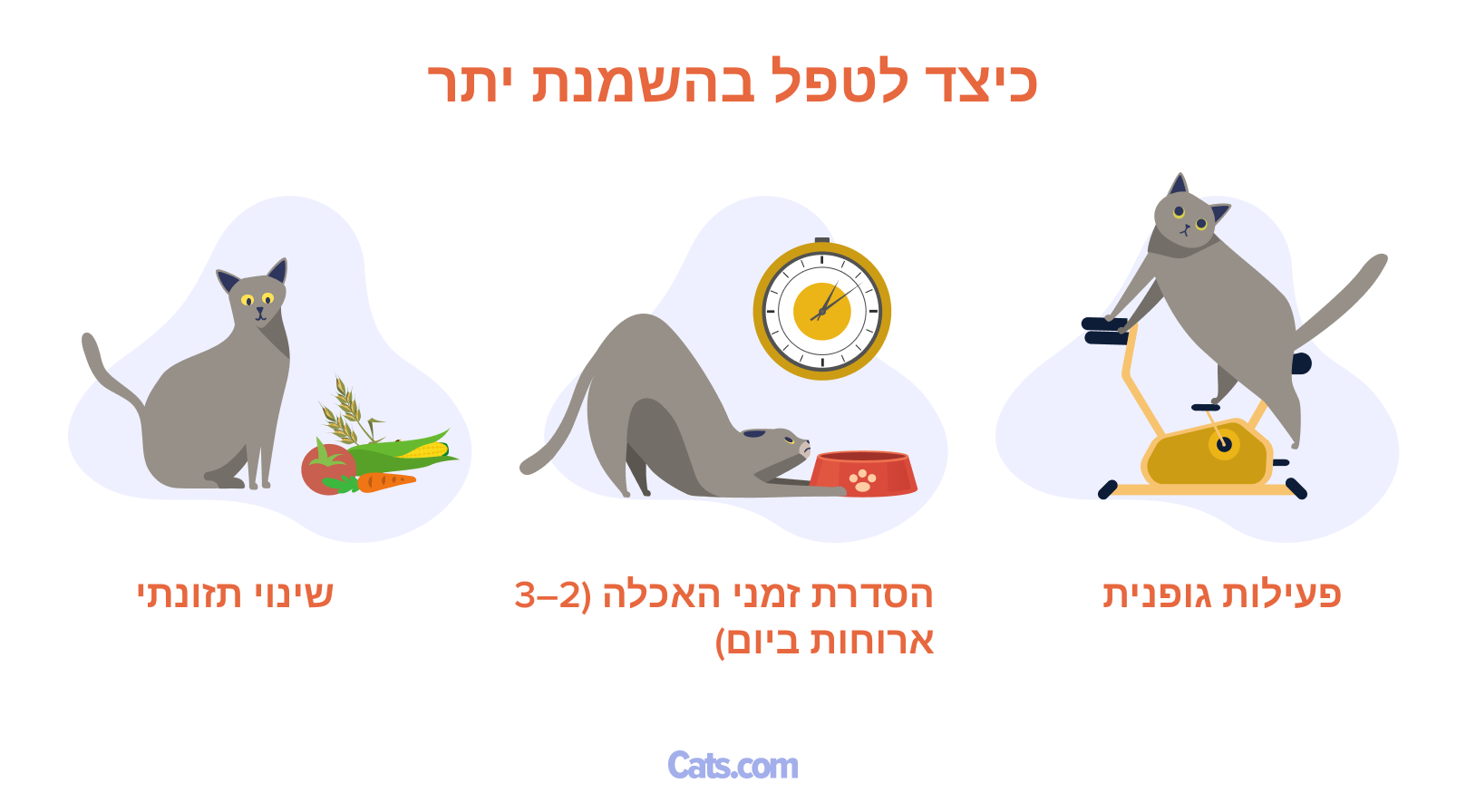 טיפול בהשמנת יתר חתולית
