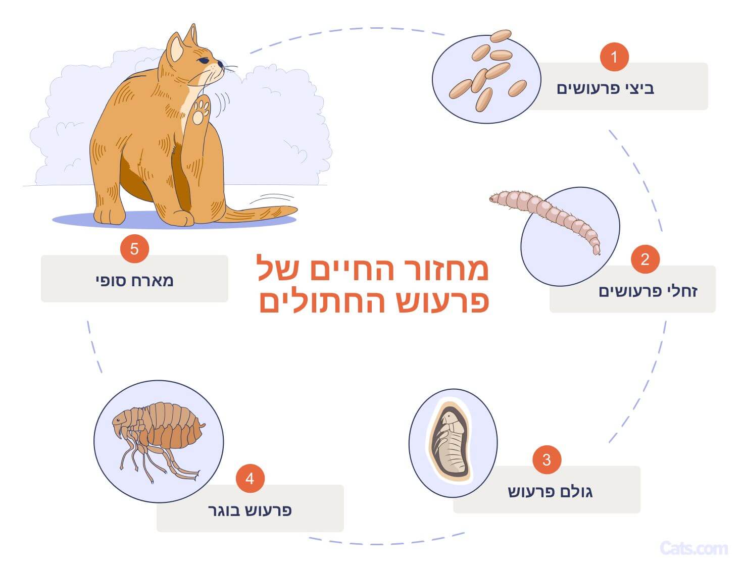 איור של גורמים לפרעושים בחתולים