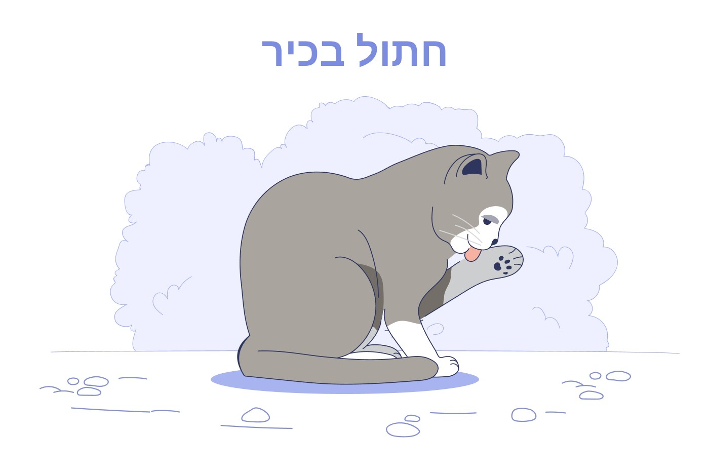 שנים בוגרות (11+ שנים)