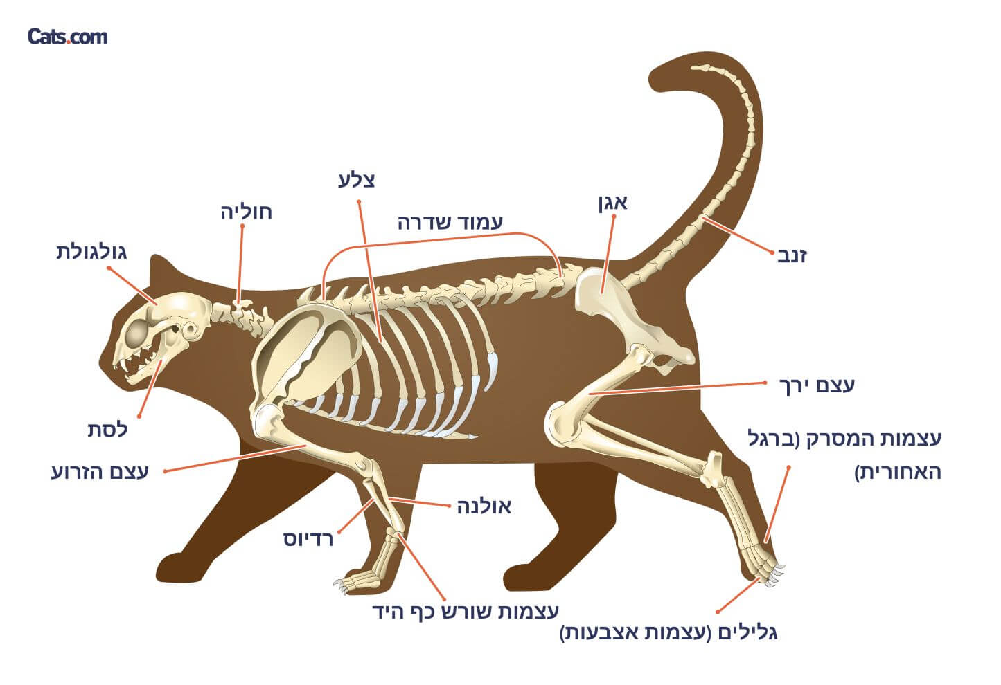 קרא גם: האם לחתולים יש בלוטות ריח בכפותיהם?זָנָב