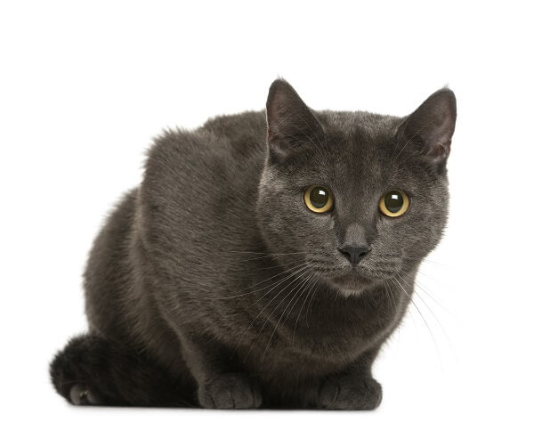 About the שארטרו Cat