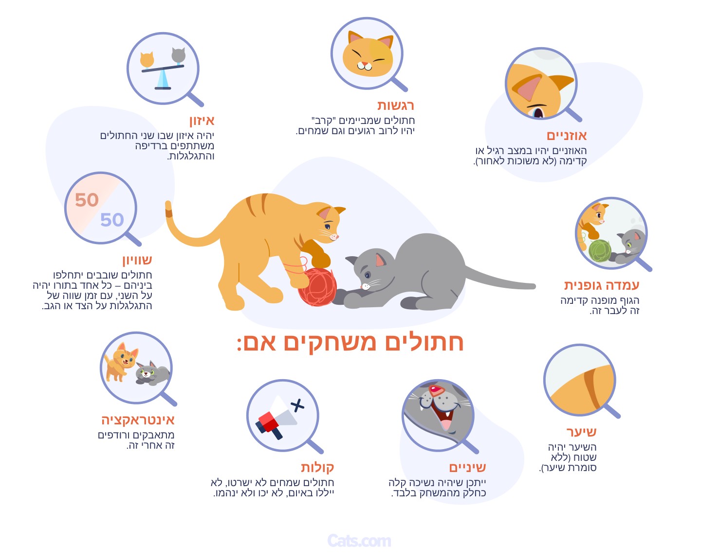 תמונה הממחישה סימנים לכך שחתולים עוסקים בהתנהגות שובבה, מבליטה רמזים המעידים על אופיים המשמח והאינטראקטיבי.
