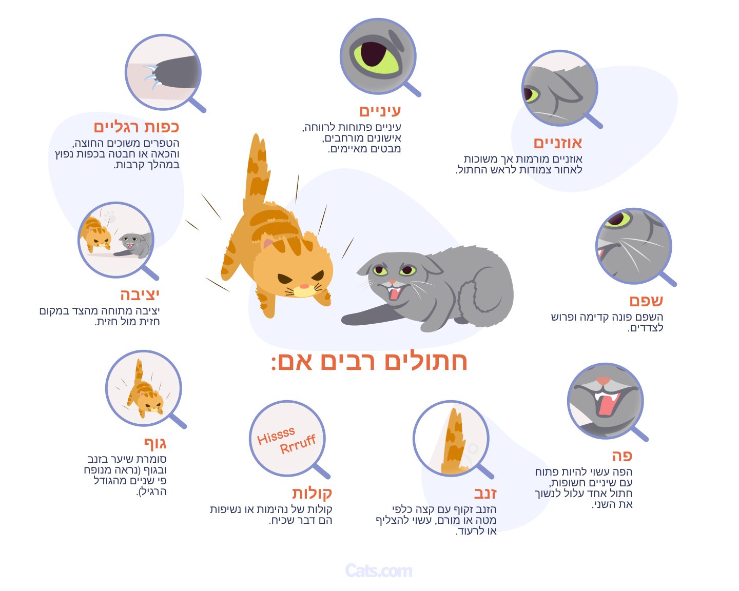 תמונה הממחישה סימנים לכך שחתולים עשויים להיות מעורבים במאבק, מבליטה רמזים המצביעים על תוקפנות וקונפליקט פוטנציאליים בין בני לוויה החתוליים.