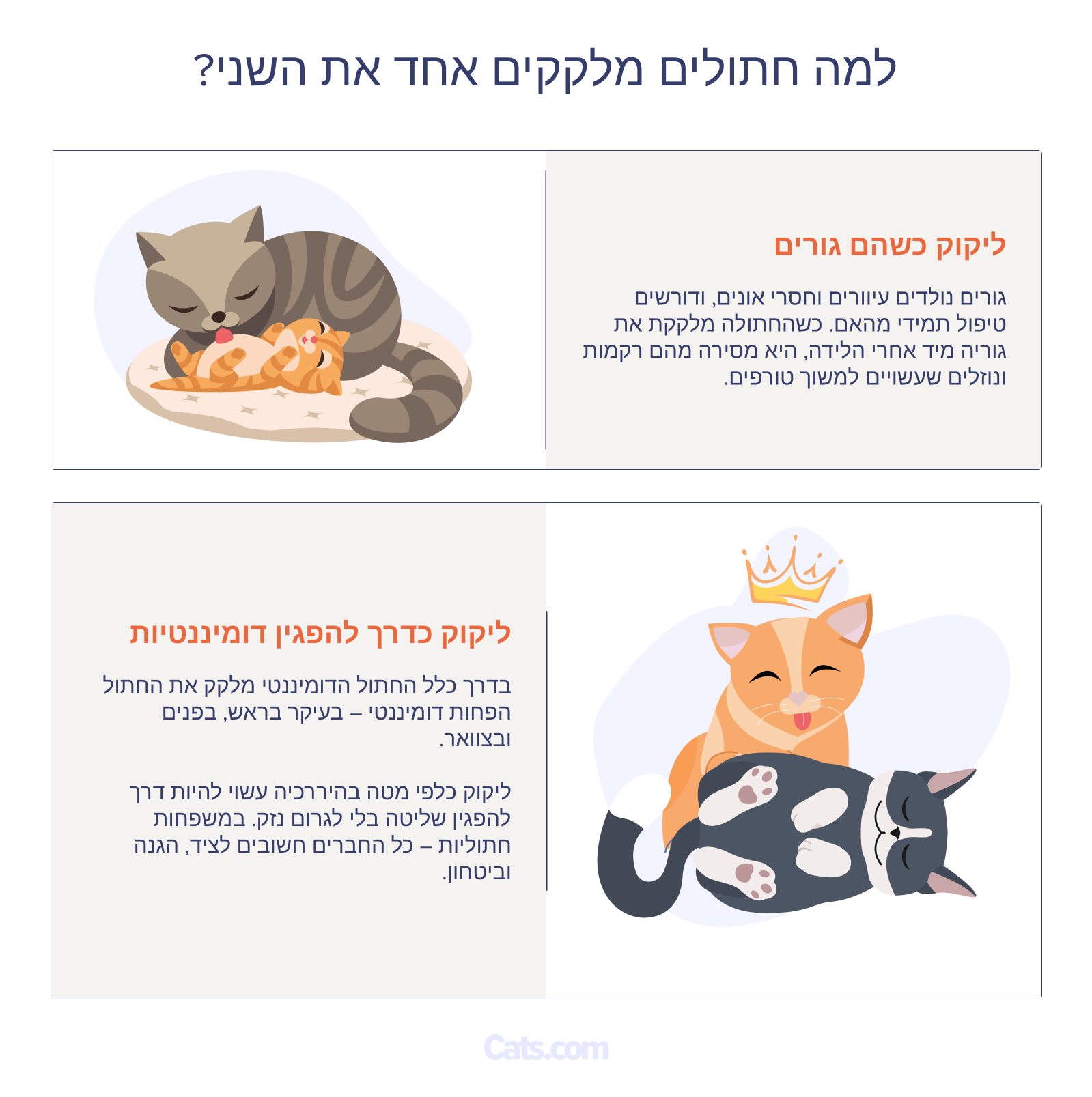 למה חתולים מטפחים אחד את השני