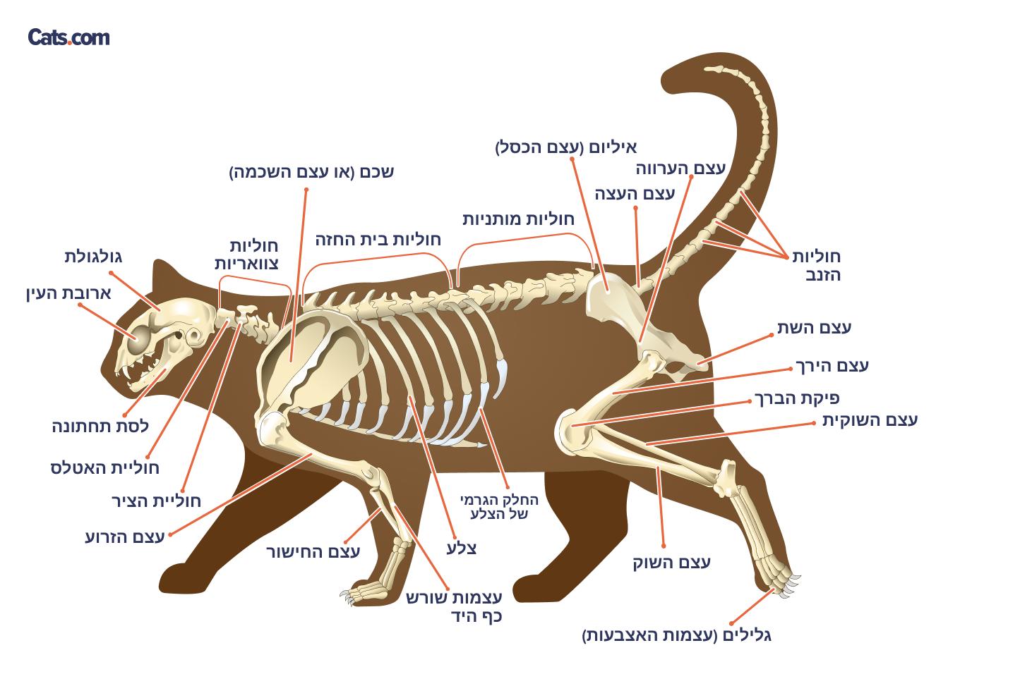 עצמות מתויגות של שלד חתול