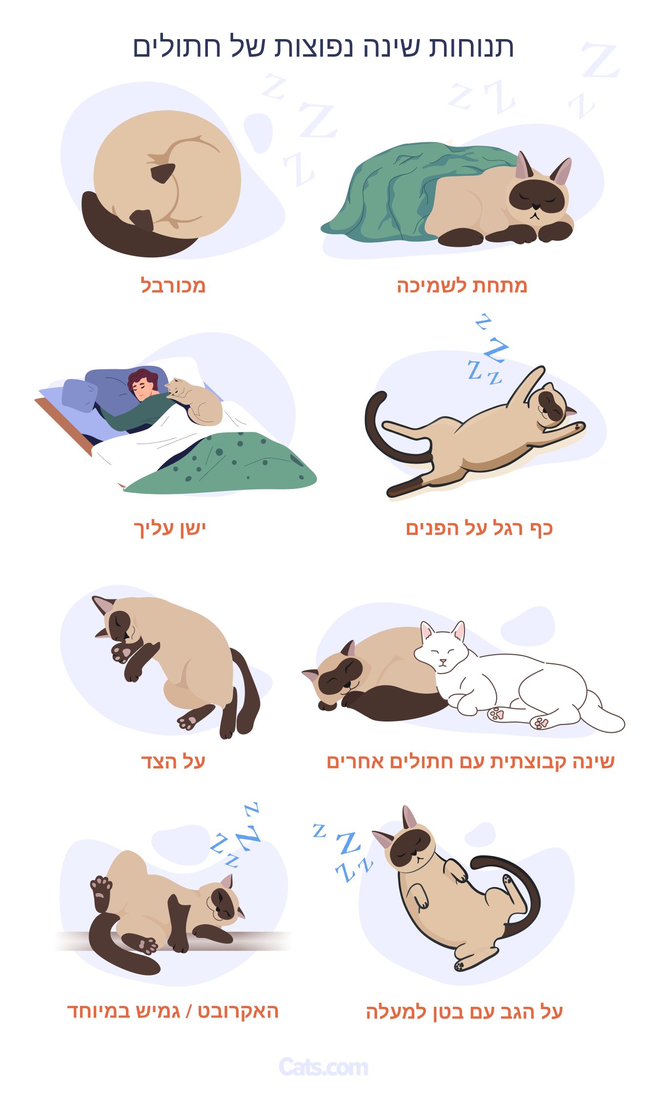 טבלת תנוחות שינה של חתול