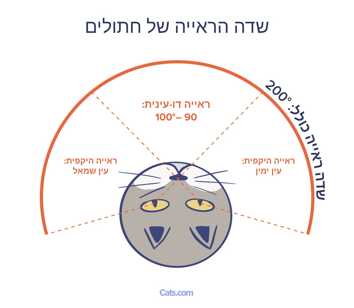 שדה ראייה